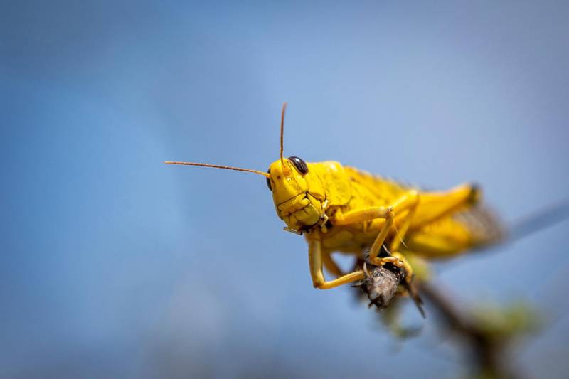 A desert locust feeds on an Acacia tree in Nasuulu Conservancy, northern Kenya. AP Photo
