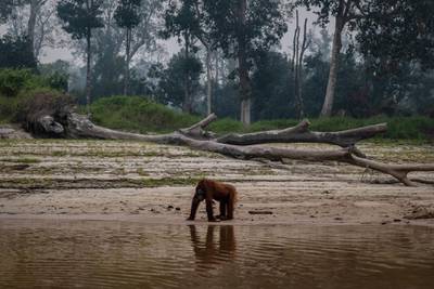 PALANGKARAYA, INDONESIA - SEPTEMBER 15:  A borneo orangutan (Pongo pygmaeus) is seen at Salat island as haze from the forest fires blanket the area at Marang on September 15, 2019 in the outskirts of Palangkaraya, Central Kalimantan, Indonesia. Illegal blazes to clear land for agricultural plantations have raged across Indonesia's Sumatra and Borneo islands as recent satellite data showed that the number of forest fires have jumped sharply, adding concerns on the smog across South-East Asia and the impact of increasing wildfires outbreaks worldwide due to global warming.  (Photo by Ulet Ifansasti/Getty Images)