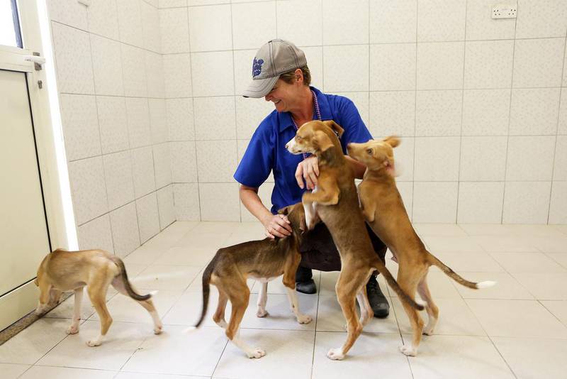 Volunteer Debbie Glass plays with the puppies at K9 Friends in Jebel Ali, Dubai. Pawan Singh / The National