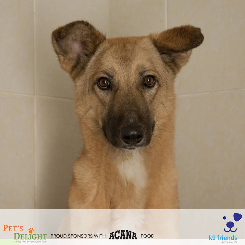 Bruce is a male mixed breed, aged 1. He is full of love for anyone he meets and is good with other dogs. A medium-sized dog, he enjoys playing and is full of energy. Photo: K9 Friends