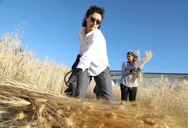 Women harvest wheat as part of a project to develop self-sufficiency, in Amman, Jordan. Reuters.