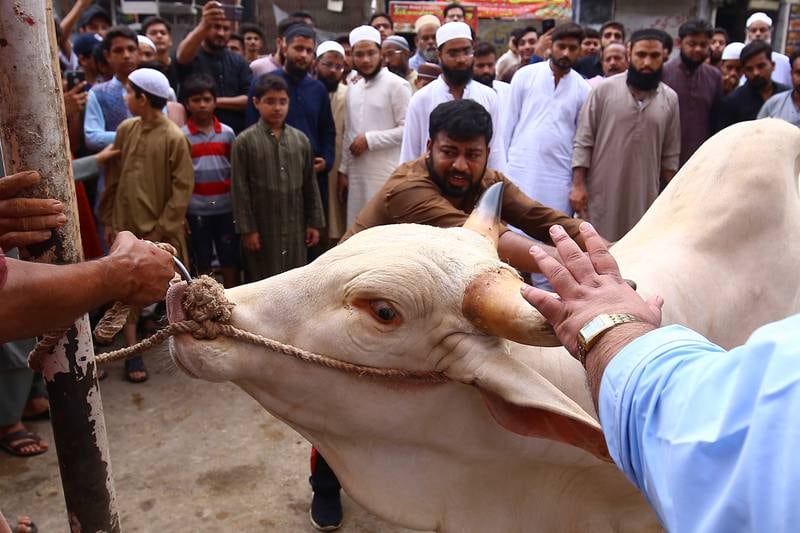 A cow to be sacrificed for Eid Al Adha in Karachi. EPA