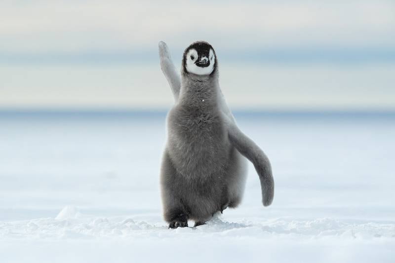 'Happy feet'. Taken in Antarctica. Thomas Vijayan / Comedy Wildlife 2022