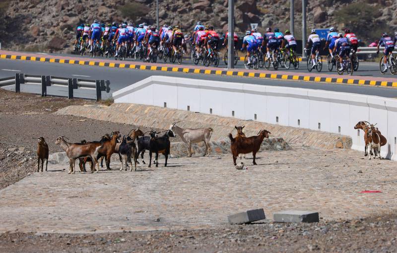 The peloton passes a flock of goats during Stage Four. AFP