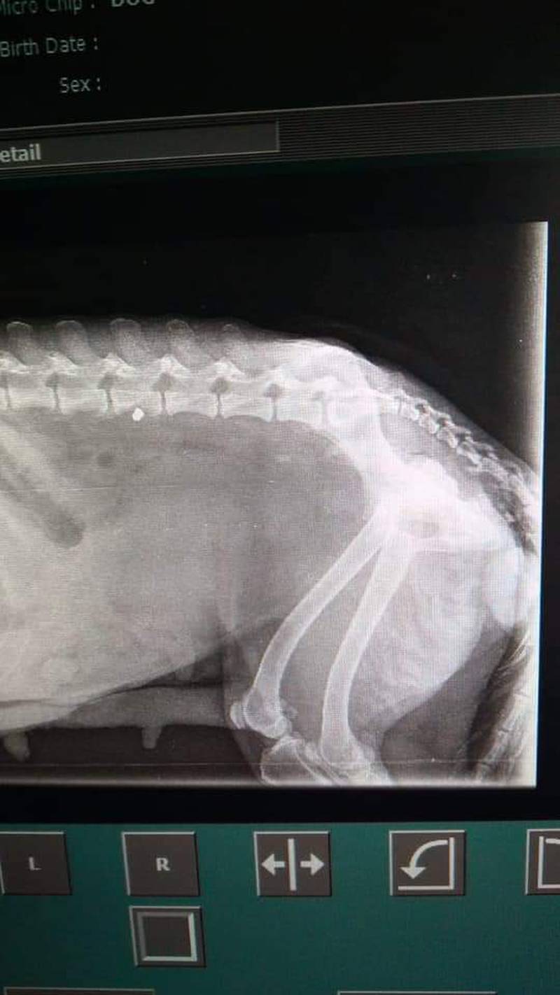 An X-ray revealed she had been shot and had a pellet lodged in her spine.  