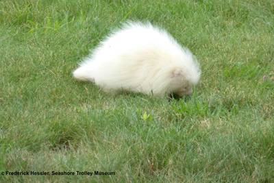 A rare albino porcupine waddles around near the Seashore Trolley Museum in Kennebunkport, Maine. The museum asked for help identifying the strange animal after it appeared on the grounds this week. (Seashore Trolley Museum via AP)