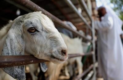 Sacrificial animals displayed for sale at cattle market in Dubai ahead of Eid Al Adha. EPA 