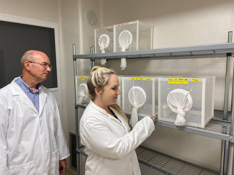 Dr Graham Small and Dr Amy Guy inspect mosquitos at the Innovative Vector Control Consortium. Nicky Harley / The National