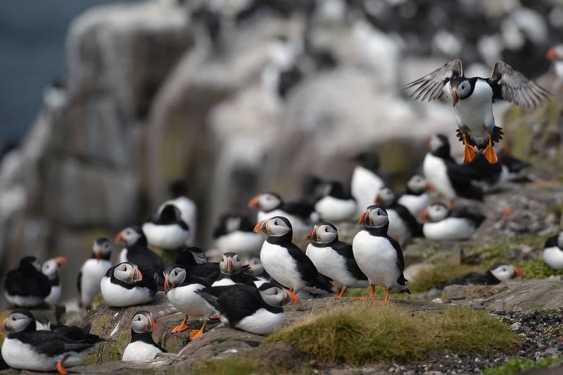 Puffins return to their summer breeding grounds on the Farne Islands as National Trust rangers carry out a census. Getty Images
