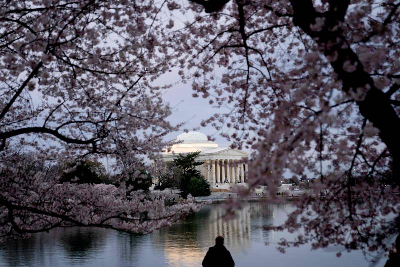 The 2023 National Cherry Blossom Festival runs from March 18 through April 16. AFP