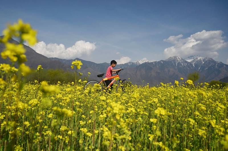 A colourful mustard field on the outskirts of Srinagar. AFP