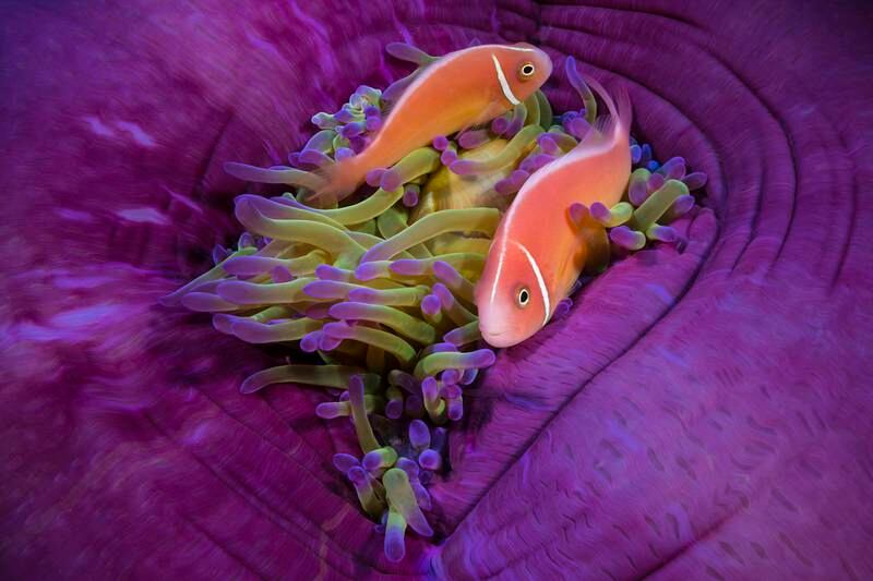Winner, Portfolio, Matty Smith. Anemone fish at home in their colourful anemone.