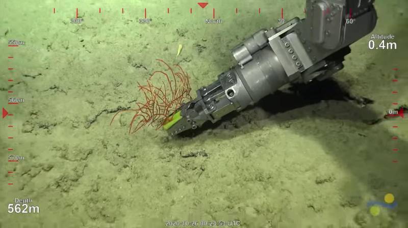 A robotic arm takes rock samples from a 500-metre-tall coral reef discovered by Australian scientists, off Australia's Great Barrier Reef. Schmidt Ocean Institute via Reuters