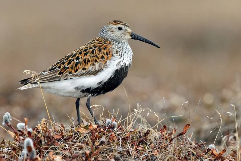 Dunlin are one of the new species