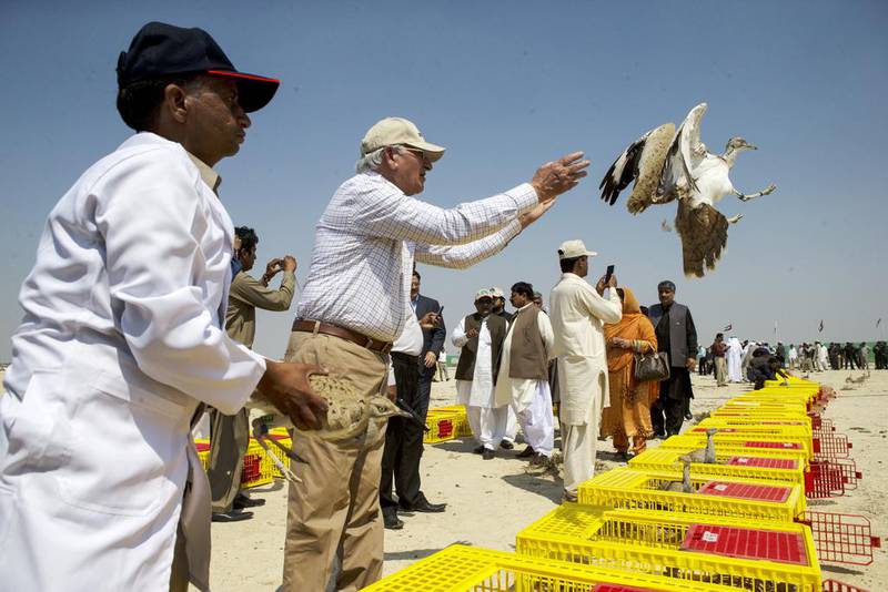 Retired Brigadier and President of the Houbara Foundation International Pakistan Mukhtar Ahmed, center, releases Asian Houbara bred in Abu Dhabi by the International Fund for Houbara Conservation are released in Lal Sohanra National Park in near Bahawal Pur, Pakistan on March 18, 2015. 600 Houbara, 250 chinkara Gazelle and 50 Black Buck were released through a partnership between the UAE and Pakistan governments.