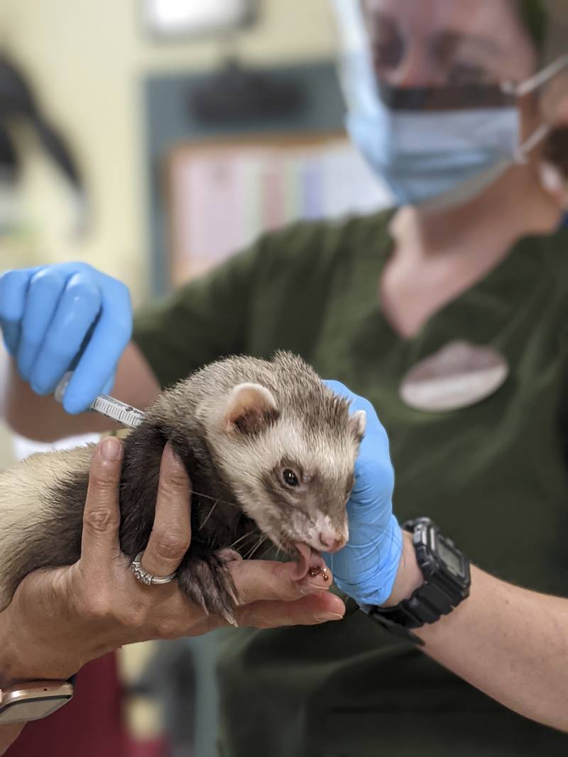 Archie, the ferret receives a Covid-19 vaccine while enjoying a treat from veterinarians at the Oakland Zoo