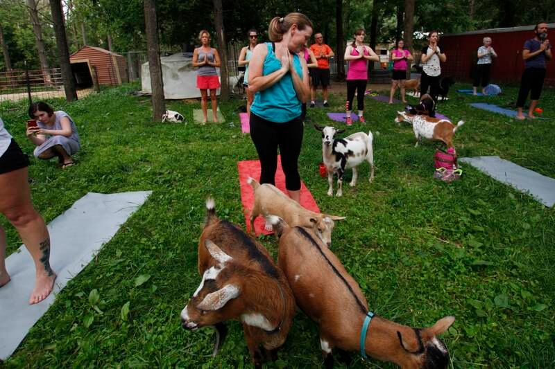 Heather Carlson takes part ina goat yoga session at Oak Hollow Acres Farm in Burlington, Wisconsin. Carrie Antlfinger / AP Photo