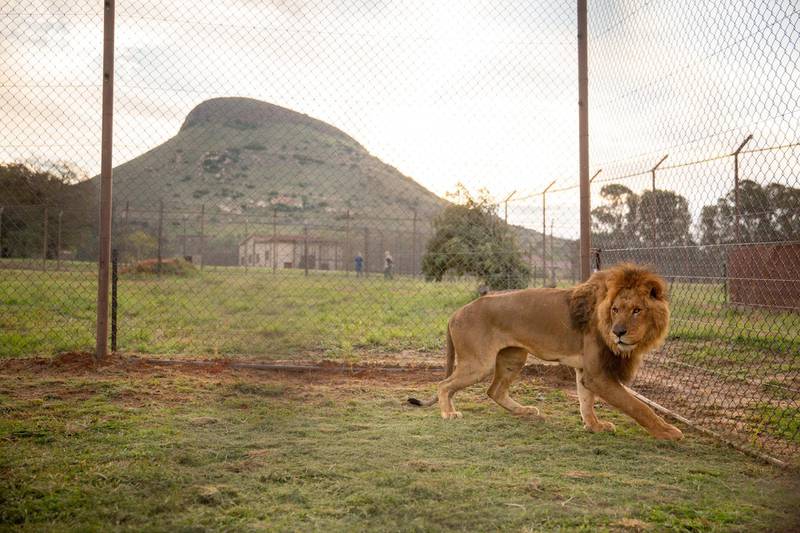 A lion rescued from the Gaza is released into its new temporary enclosure at Lionsrock sanctuary in Warden, South Africa. EPA