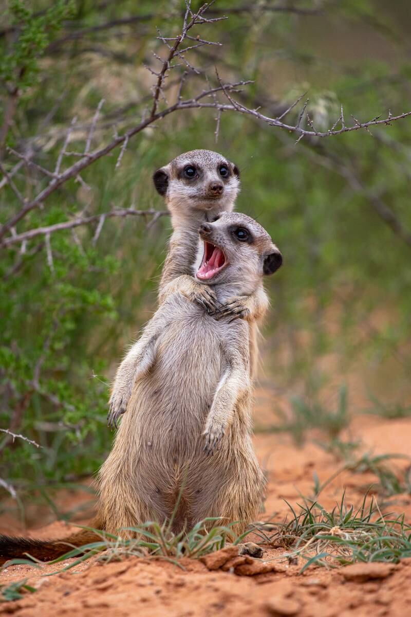 'I'm gonna strangle you!'. Taken in Kalahari Trails Game Reserve, South Africa. Emmanuel Do Linh San / Comedy Wildlife 2022