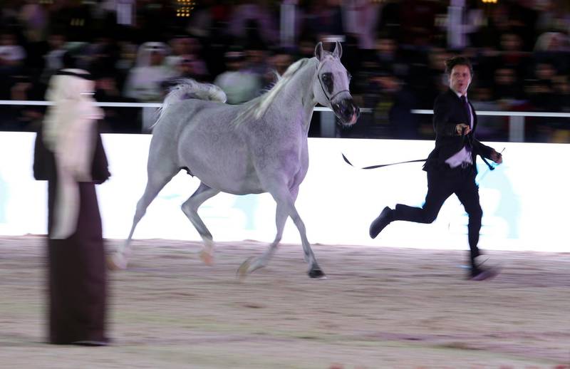 A purebred Arabian horse performs during a beauty contest at the Asharqia Arabian Horse Festival in Dammam, Saudi Arabia. Reuters