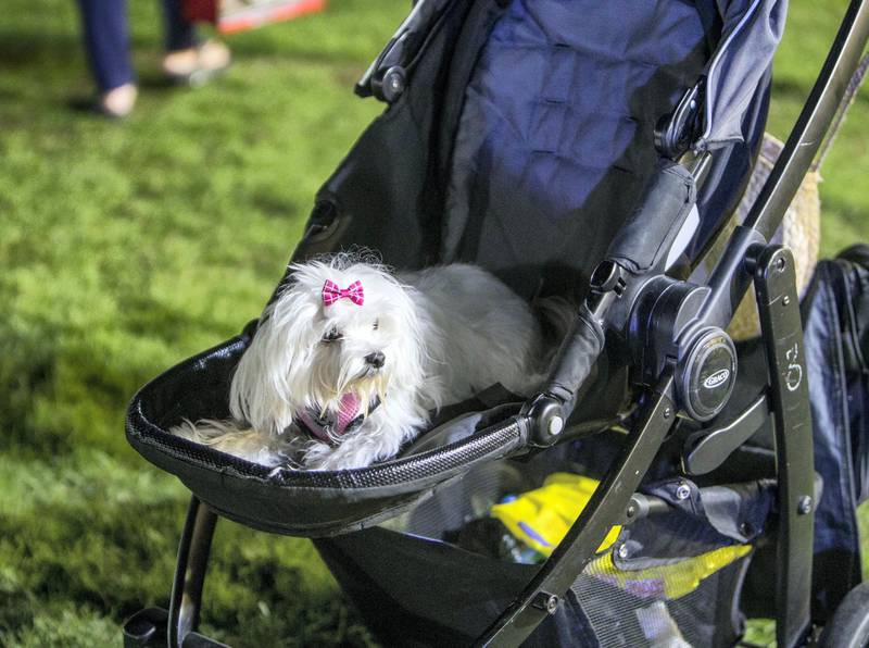 ABU DHABI, UNITED ARAB EMIRATES, 28 OCTOBER 2018 - A tired pet dog in a stroller  at the inaugural of Yas Pet Together event at Yas Du Arena, Abu Dhabi.  Leslie Pableo for The National for Evelyn Lau's story