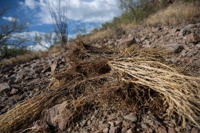 Dried buffelgrass, originally from parts of Africa, has taken root in the Sonoran Desert of the south-west US and north-west Mexico. It can lead to faster growing wildfires. AFP