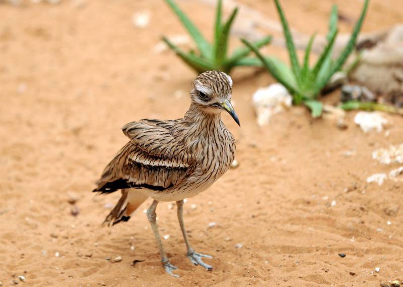 Al Ain, United Arab Emirates - March 08, 2020: Standalone. A Stone Curlew in the bird house at Al Ain Zoo. Sunday, March 8th, 2017 at Al Ain Zoo, Al Ain. Chris Whiteoak / The National