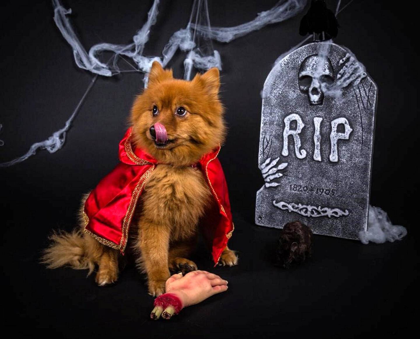 Guests can have a Halloween breakfast with their pooches at Reform Social & Grill. Courtesy of Reform Social & Grill