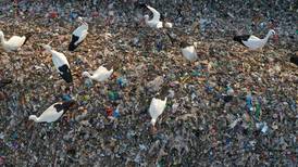 New disease in wild bird species caused by plastic pollution, study finds