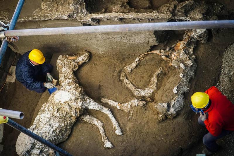 epa07246798 Experts work on horse skeletons in an ancient stable during excavations in Pompeii, near Naples, Italy, 23 December 2018. The find of a tall, full-bodied and well-groomed with the saddle and the richly decorated bronze trimmings was discovered in a large villa that stood just outside the walls of Pompeii in May 2018.  EPA/CESARE ABBATE