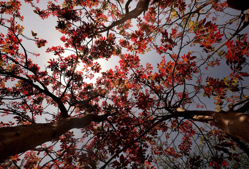 Trees with new red leaves are in bloom at Lodhi Gardens in New Delhi, India. EPA
