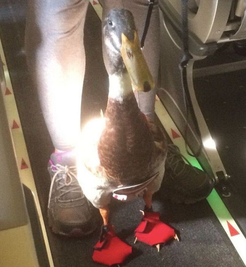 Daniel the emotional support duck wore a homemade nappy and slippers for his flight. Twitter / Mark Essig