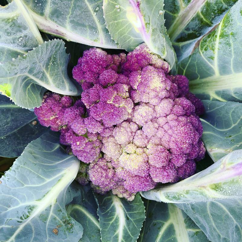 Purple cauliflower grows surprisingly well in the desert. Courtesy Greenheart Organic Farms