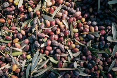 KAÏA is pressed from Chemlali olives, an heirloom Tunisian variety that produces smooth, balanced aromas. Photo: Erin Clare Brown / The National