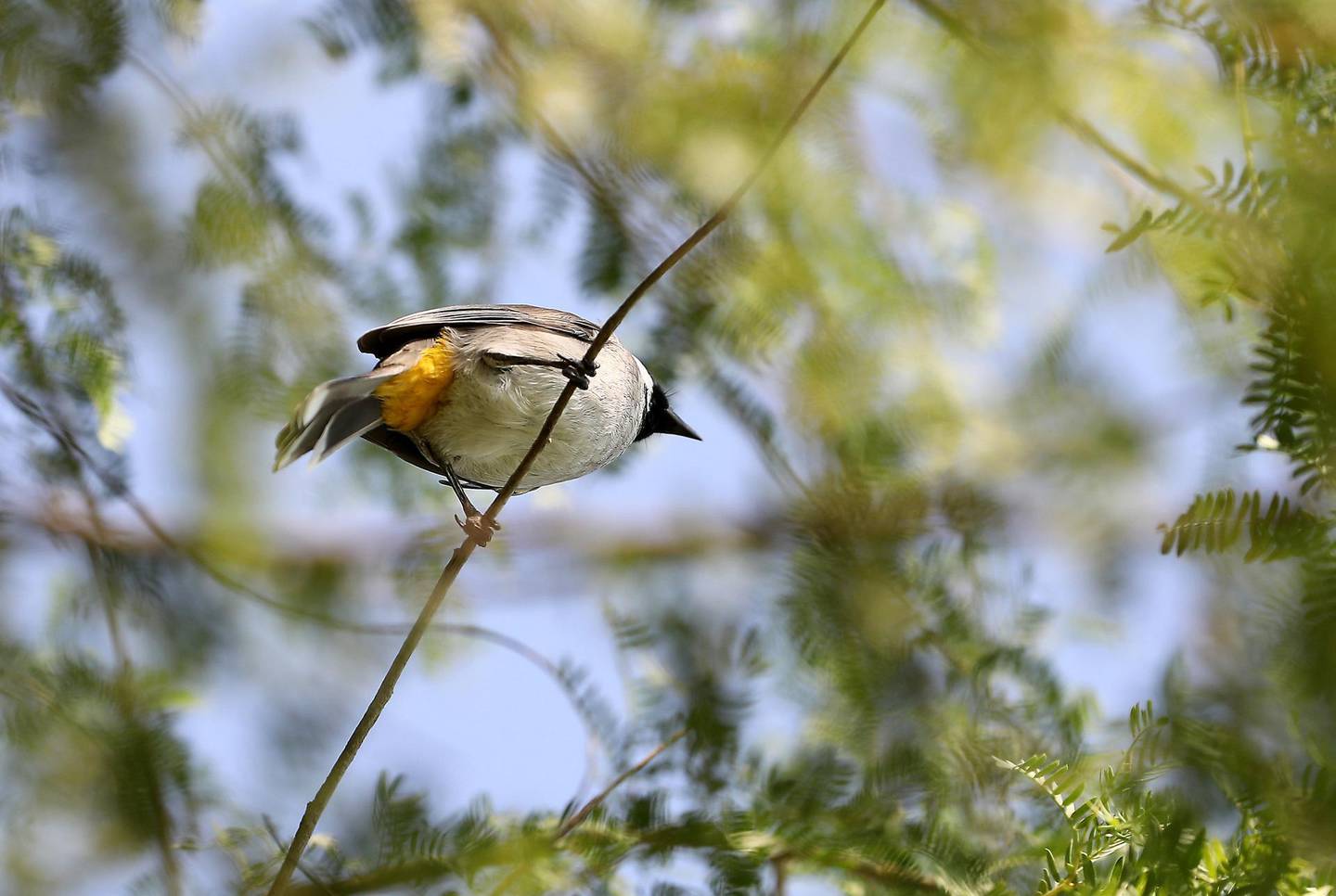 DUBAI, UNITED ARAB EMIRATES , October 5 – 2020 :-  Bulbul bird at The Sustainable City in Dubai. (Pawan Singh / The National) For News/Online. Story by Kelly