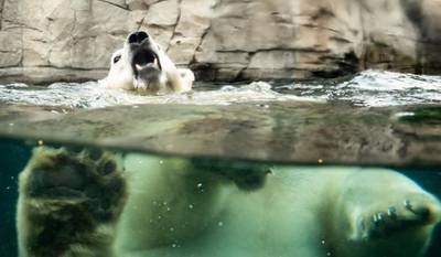 Polar bear Milena swims in her enclosure at the zoo in Hannover, Germany.  AP