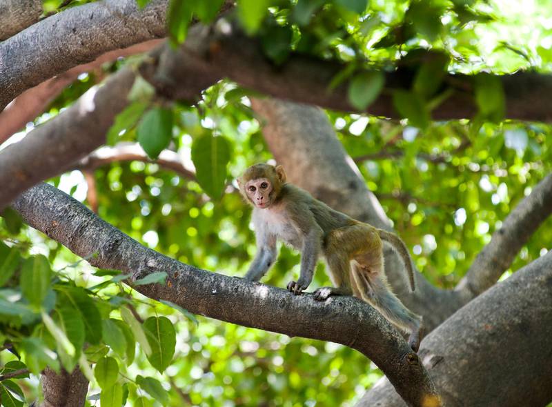 Thursday 16th May 2013, New Delhi, India.  A Rhesus Macaque monkey in a tree in the grounds of Sharma Shakti Bhavan, a government building in New Delhi, India on Thursday 16th May 2013. In New Delhi Rhesus Macaque monkeys are known to snatch food, rifle through files and tear up papers in government offices, and bite people on the street. The monkeys have terrorised Delhi and parts of Northern India for a long time. In 2007, the deputy Delhi mayor fell to his death from his first-floor balcony trying to fight off marauding monkeys. Monkey catchers with pet Langur monkeys have traditionally been used to scare away the Macaques, but now the wildlife ministry has ordered Langurs, a protected species of monkeys, to be sent back to the wild after the 31st May 2013PHOTOGRAPH BY AND COPYRIGHT OF SIMON DE TREY-WHITE+ 91 98103 99809email: simon@simondetreywhite.com
