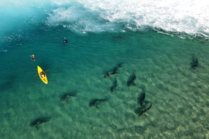 Kayakers watch the sharks. Sandbar and dusky sharks gather off the coast of northern Israel, where the waters of the Mediterranean are warmer due to the impact of the Orot Rabin power plant. AFP