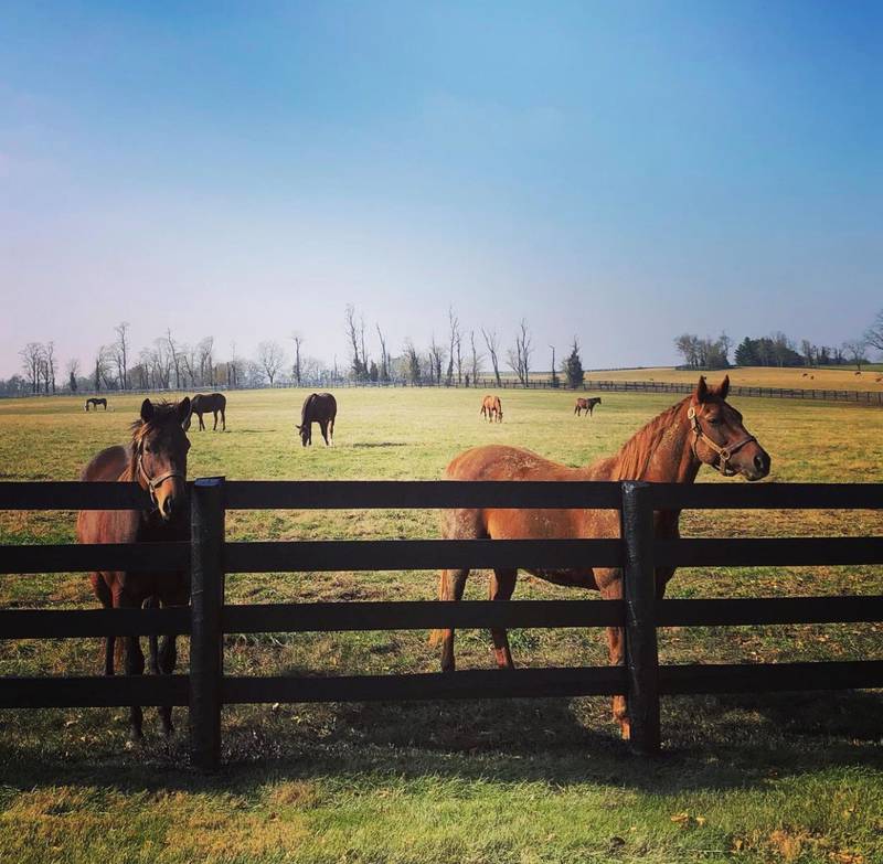 Retired horses live out the rest of their days in comfort on the farm before being laid to rest in the Lane’s End cemetery. Photo: Lane's End