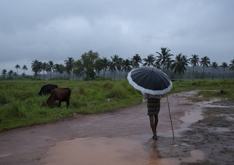 A man holds an umbrella and watches his grazing cows in Kochi. AP