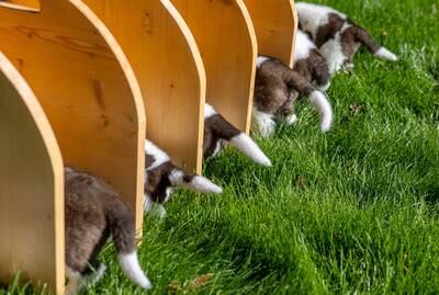 Six St. Bernard puppies eat wet kibble for the first time  following their birth in Martigny, Switzerland. Reuters