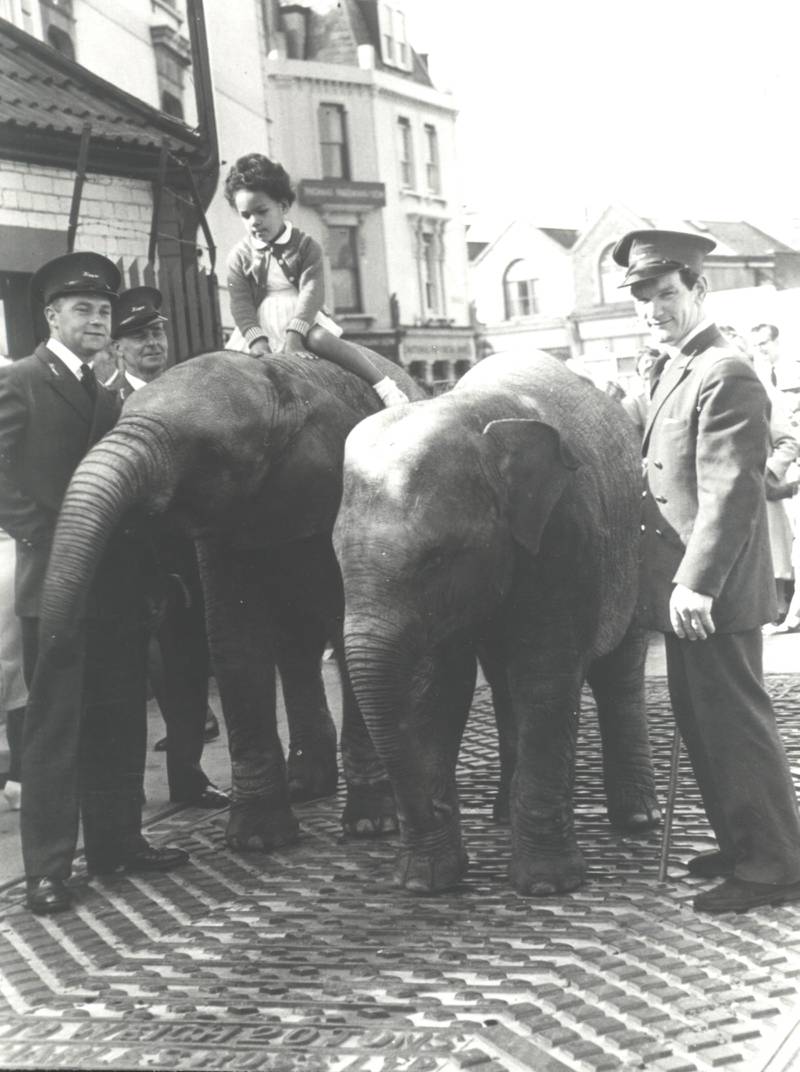 Christina, an African elephant, and Wendy, an Asian elephant, arrived to replace Rosie. Elephant rides ceased at the zoo but Christina and Wendy regularly walked around the site and even the streets of Clifton until 1965. 