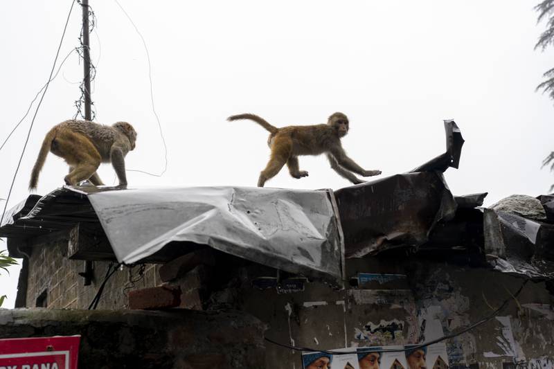 Macaques run on the roof of an old building in Dharmsala, India. AP 
