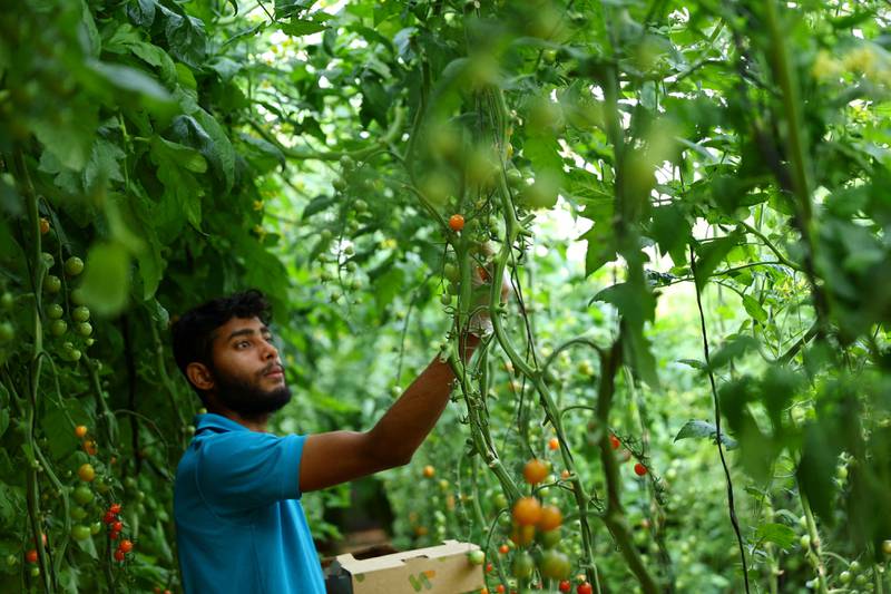 A worker picks vegetables grown inside a Sharjah greenhouse that produces year-round crops using smart and sustainable farming technologies. Reuters