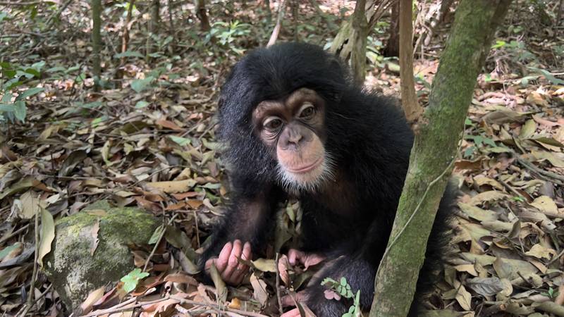 Flame retardants have been found in endagered primates in a Ugandan National Park, showing that even animals living in protected areas are not safe from flame retardant pollution. Andy Scott