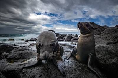 Second place overall went to this image 'Curious Sea Lions'. Courtesy Galapagos Conservation Trust / Leighton Lum
