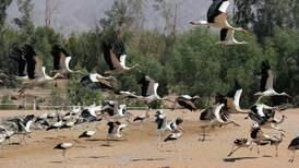 Egypt seeks to unite Arab nations on bird conservation in run-up to Cop27