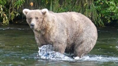 Brown bear 128 stands in a river hunting for salmon. Reuters
