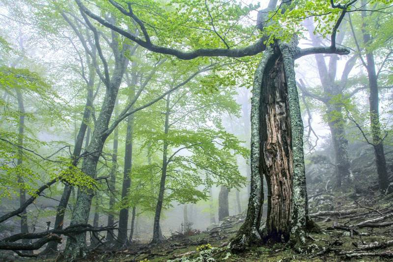 Ancient and Primeval Beech Forests of the Carpathians and Other Regions of Europe (extension 2021). Massane split beech.
