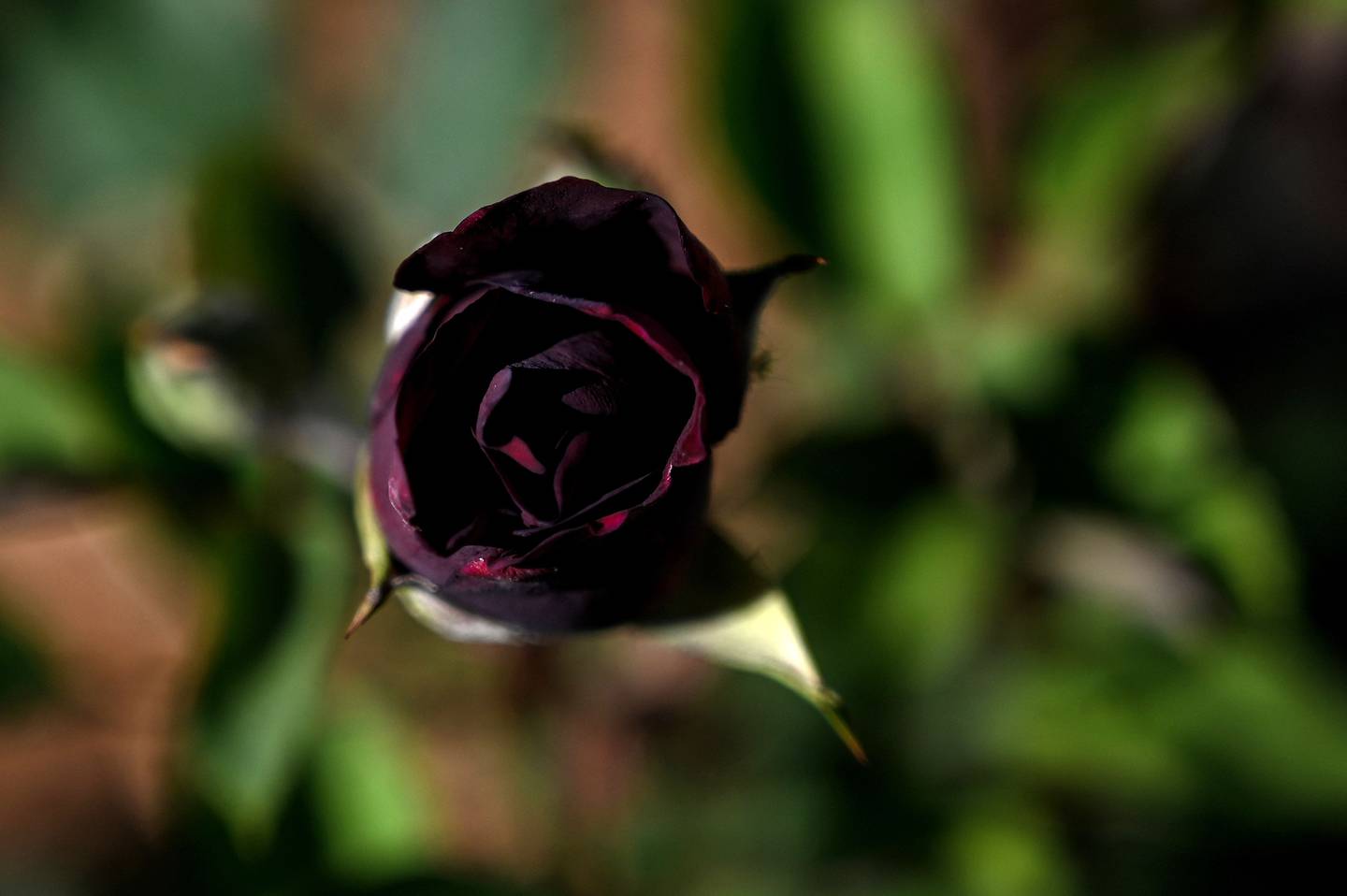 The black rose of Halfeti survives on the heights of this sunken town in south-east Turkey.  AFP